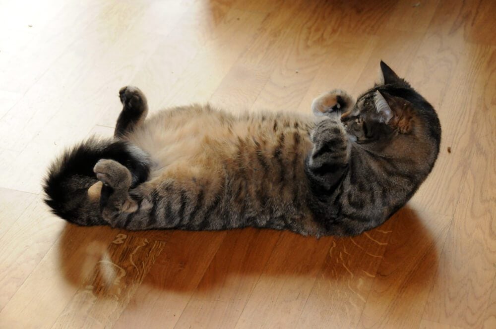 cat laying on its back