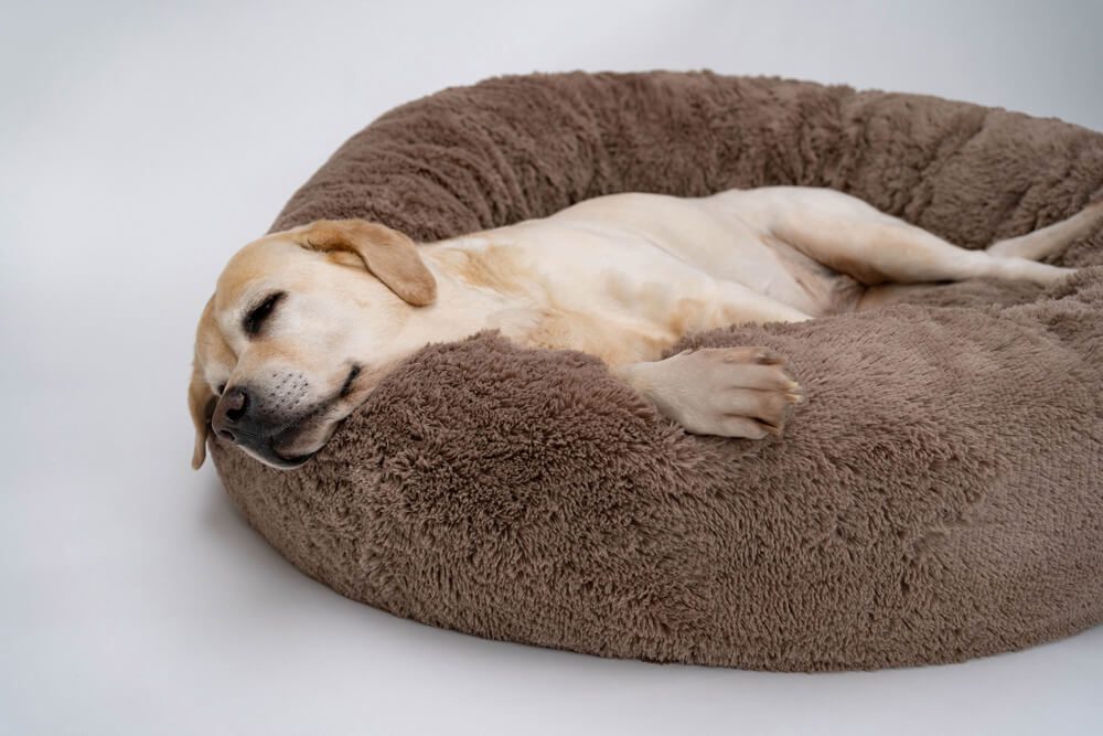 snoozer dog bed