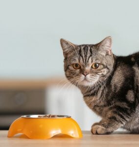 cat with tilted cat bowl