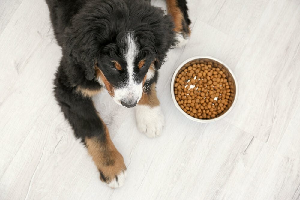 The Farmer’s Dog Food Reviewed