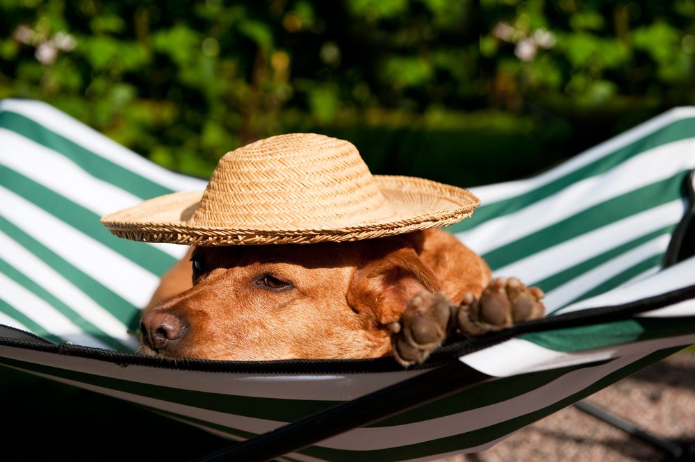 The Top 10 Best Cooling Dog Beds on the Market