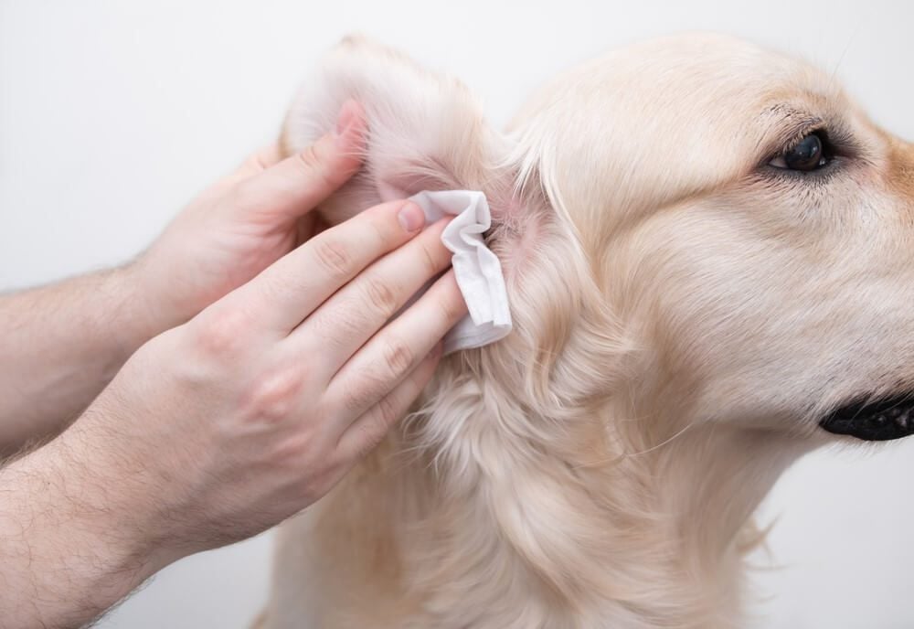 dog ear wipes
