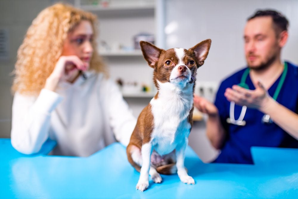 Dog owner taking dog to veterinarian