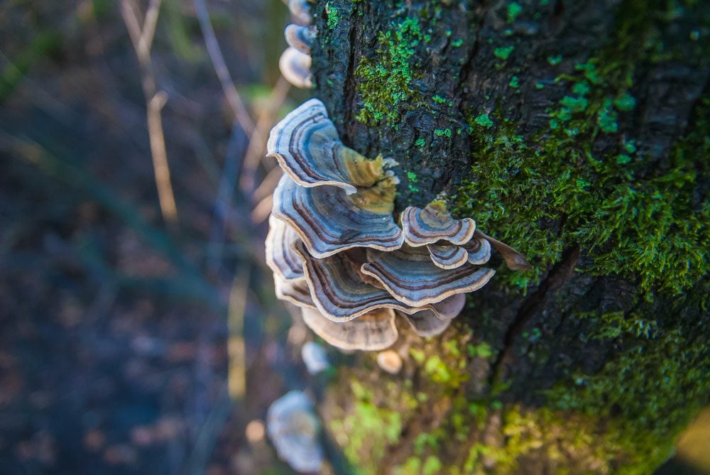 Turkey Tail Mushroom for Dogs with Cancer