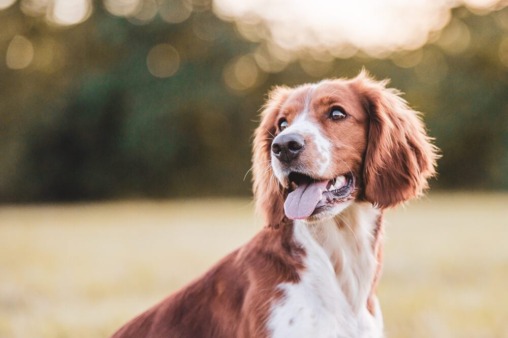Vitamin B12 for Dogs