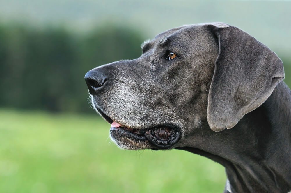 what causes arthritis in big dogs