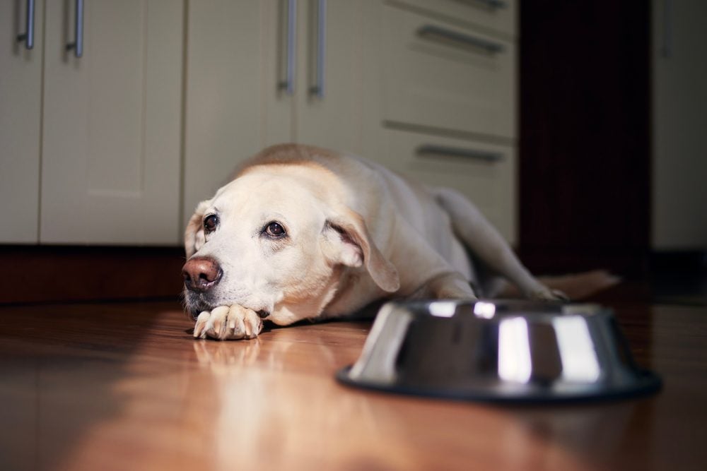 What Causes Lethargy in Dogs