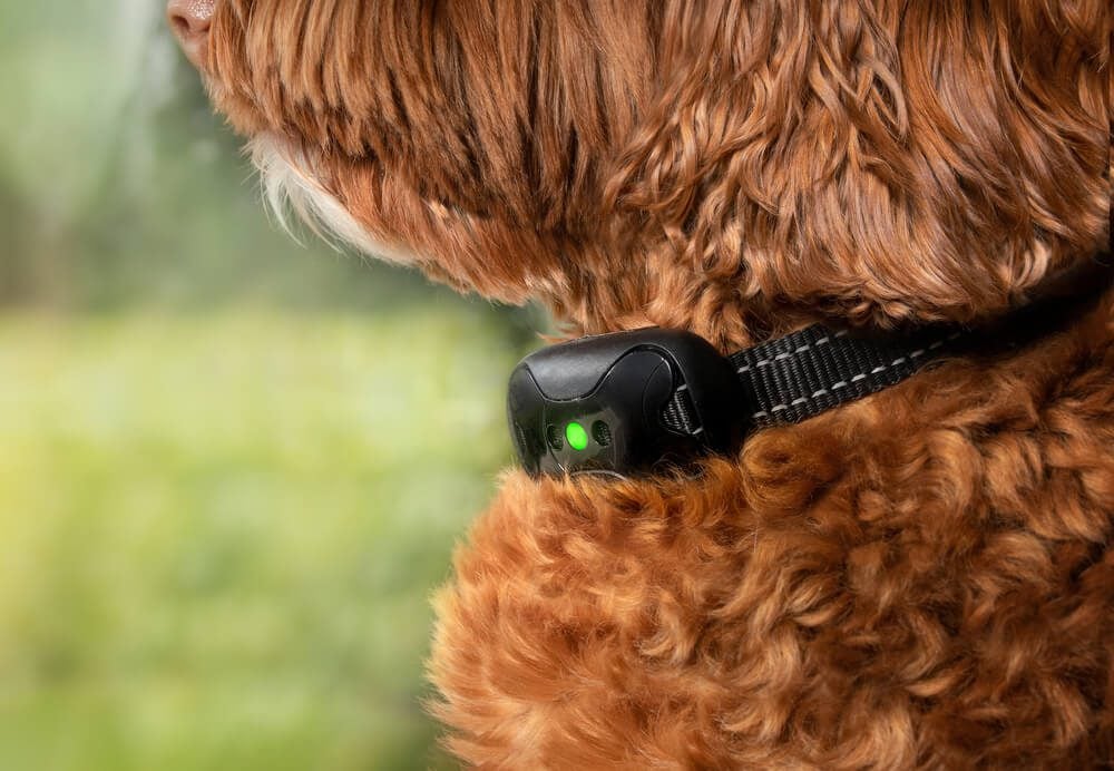 What Dog Training Collar is Best