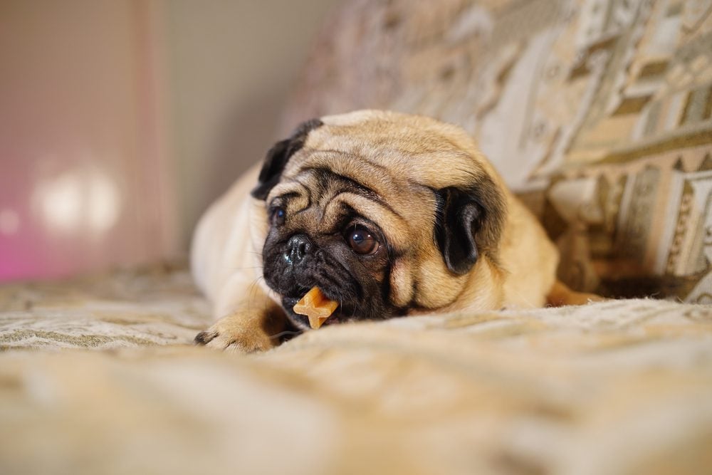 What Should I Look For in a Dental Chew for Dogs