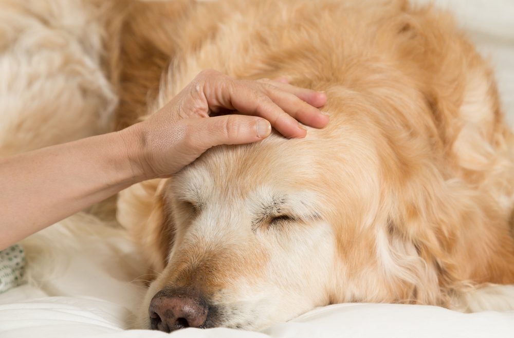 What are Cancer Treatment Side Effects in Dogs