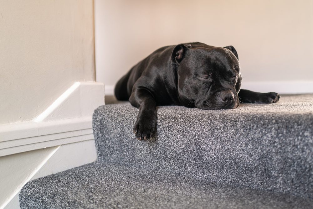 What are the Benefits of Foam Dog Ramps