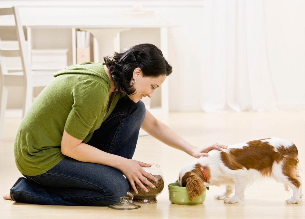 What can I do to Prevent Intestinal Cancer in Dogs