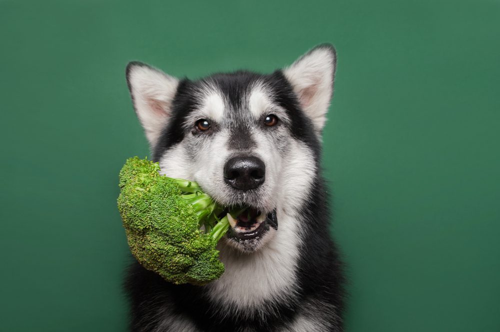 What can I do to Prevent Kidney Cancer in Dogs