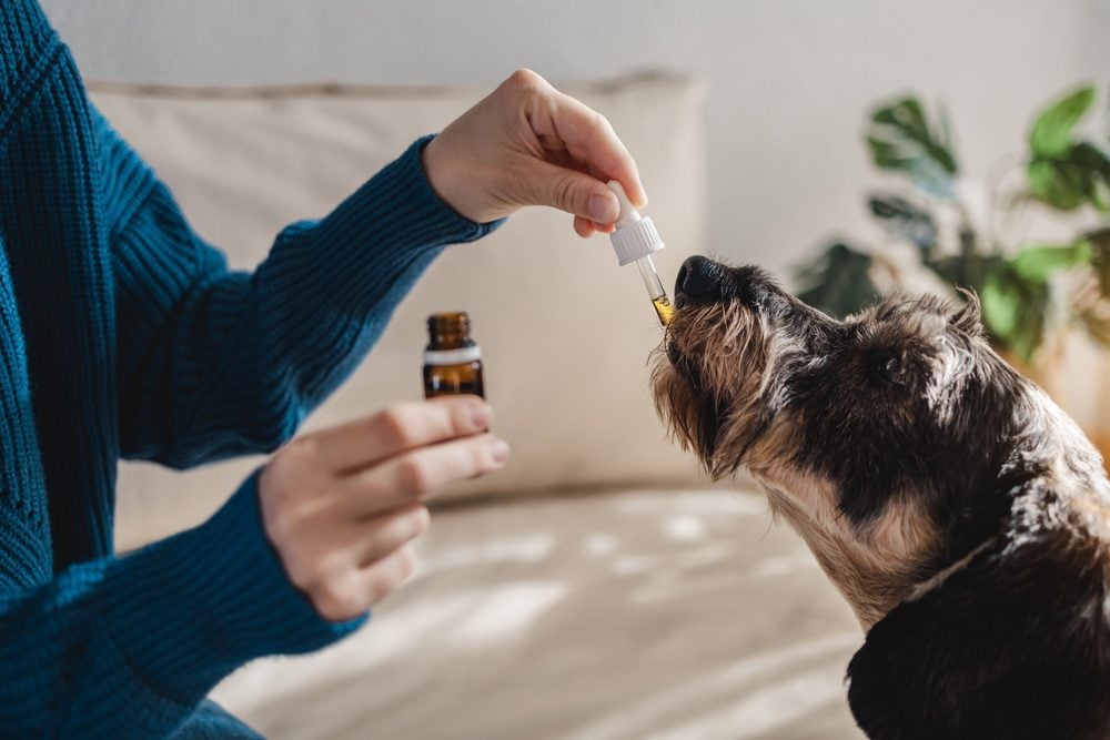 What is CBD Oil for Dogs