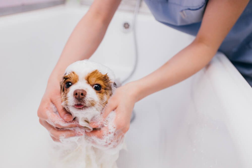 What is a Hypoallergenic Shampoo for Dogs