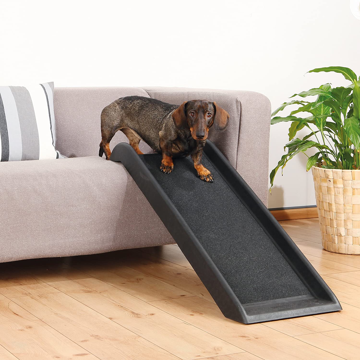 What-is-the-Best-Dog-Ramp-for-Small-Dogs