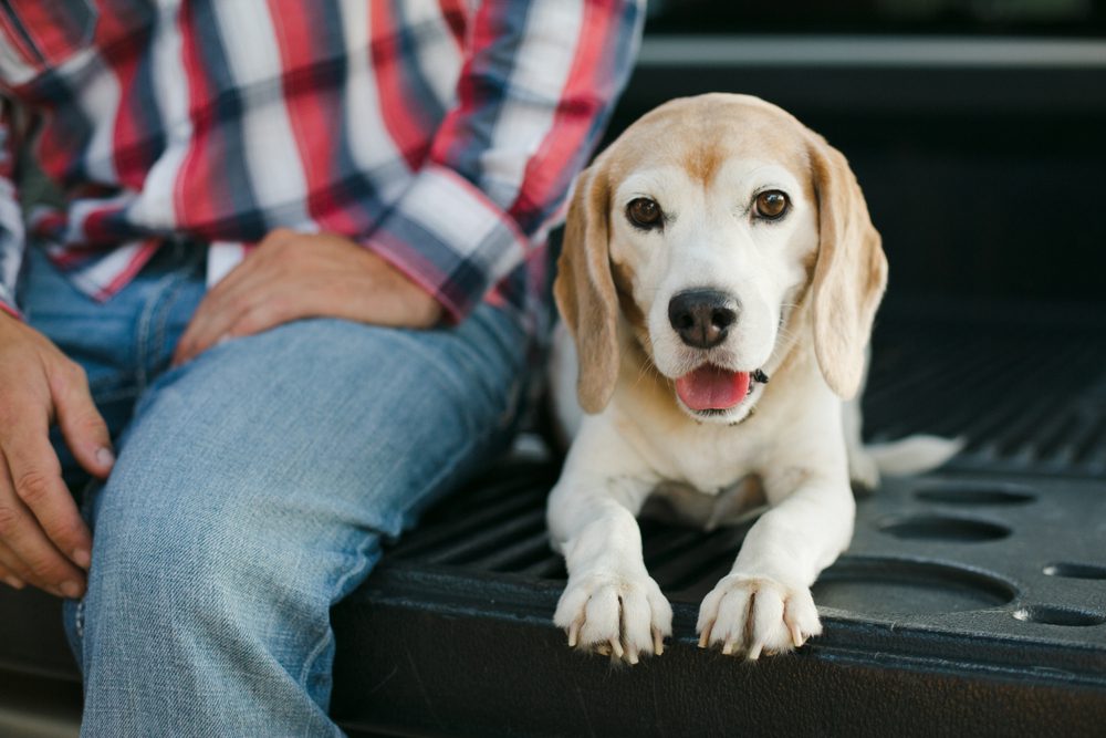 What is the Best Dog Ramp for Trucks