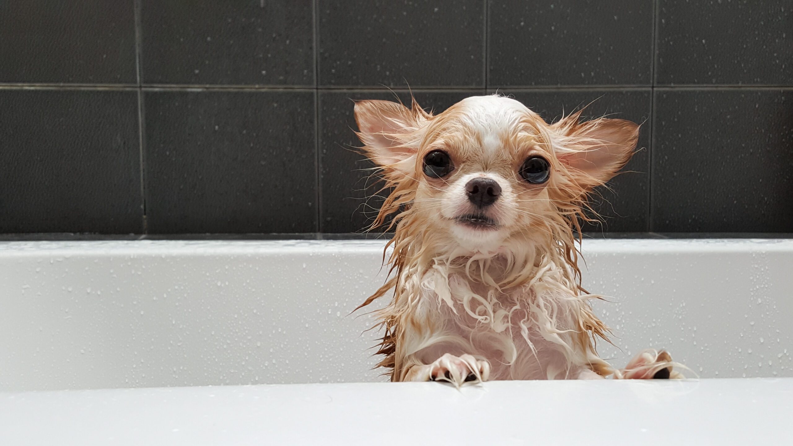 What is the Best Oatmeal Shampoo for a Dog