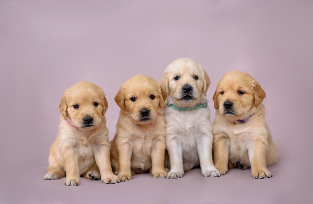 When is it OK to Give a Puppy CBD