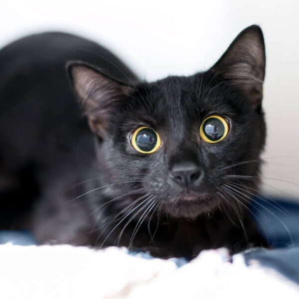 Cat with dilated eyes