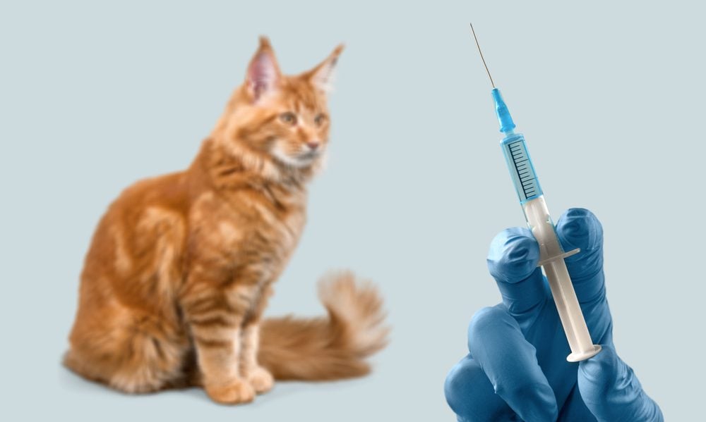 Why do Vaccines Cause Adverse Effects in Cats