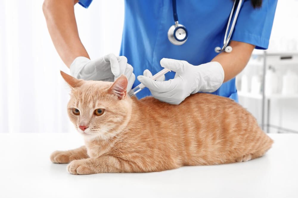 Cat Limping After Vaccination