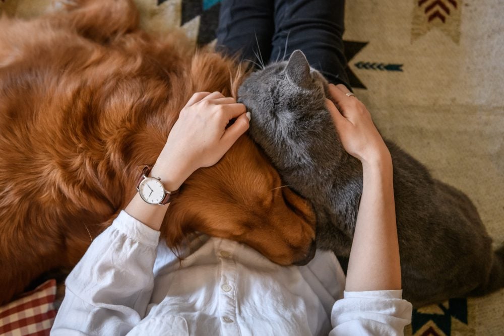 Your Ultimate Guide to CBD For Pets