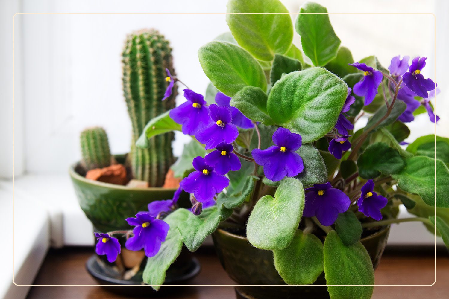 an African Violet (Saintpaulia ionantha), which is a pet-safe houseplant that flowers, grows indoors next to a cactus