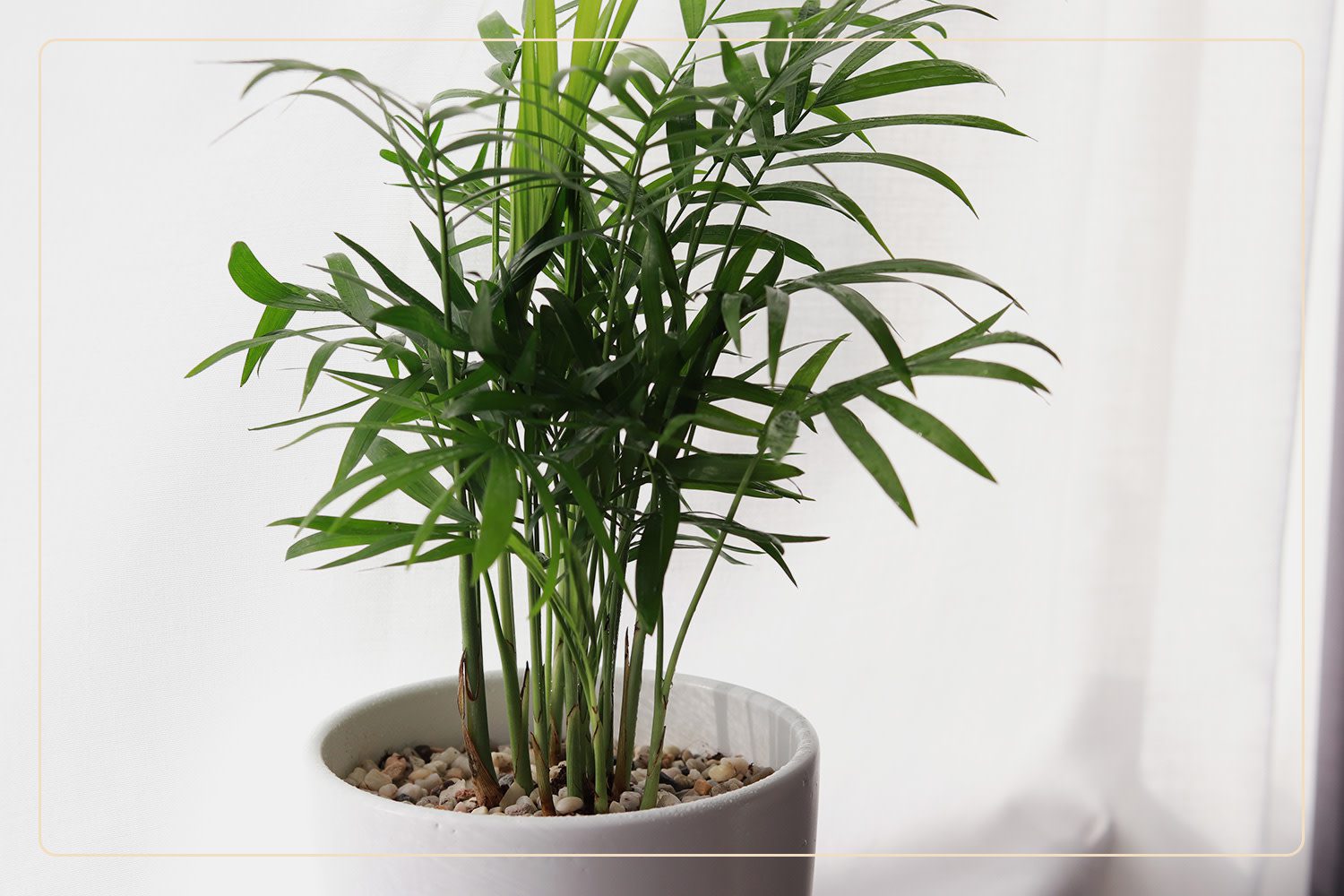 an Areca Palms (Dypsis lutescens), which is a nontoxic plant to pets, grows indoors in a white pot