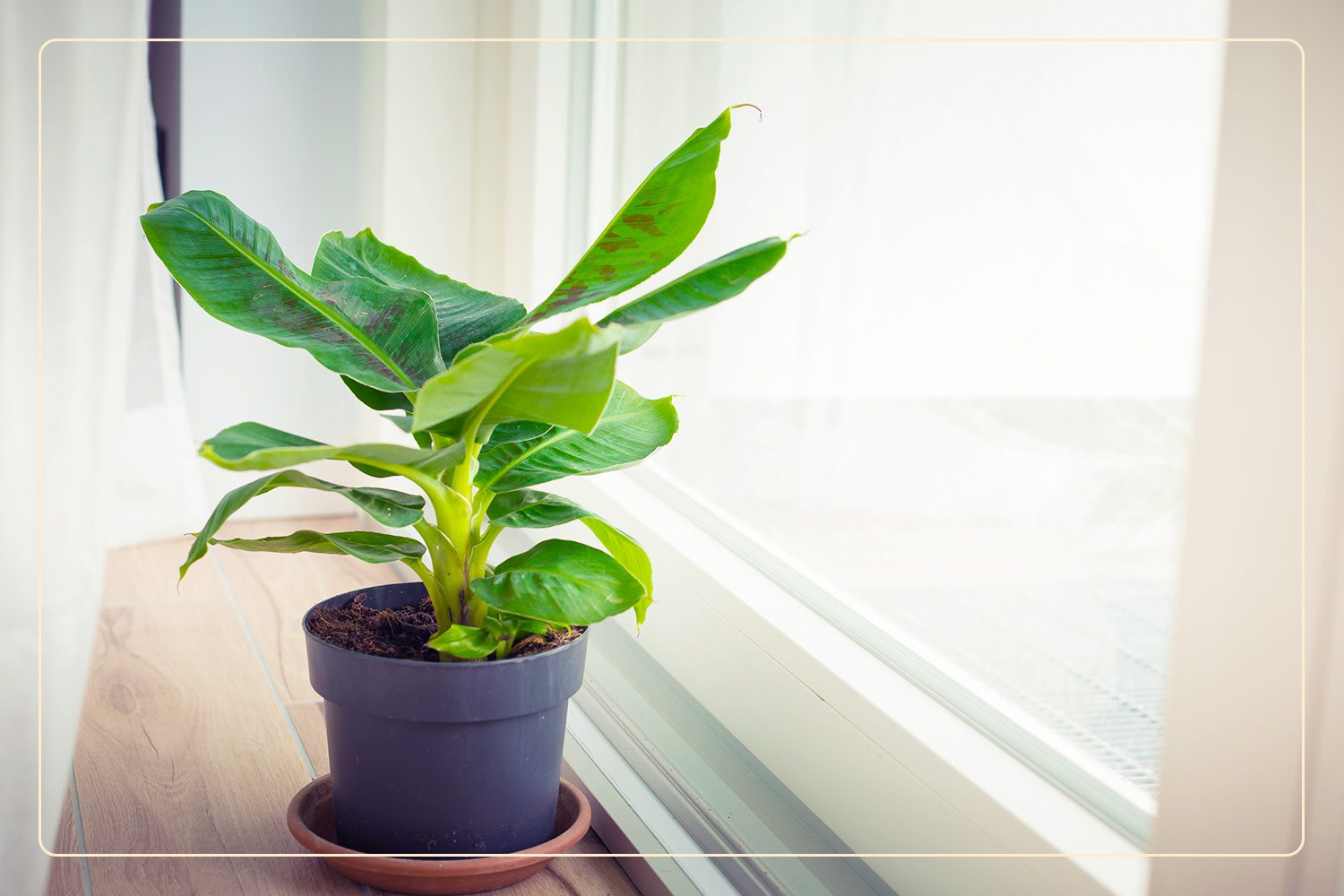 a Banana Tree (Musa, which is a pet-safe plant, sits on a wooden windowsill indoors