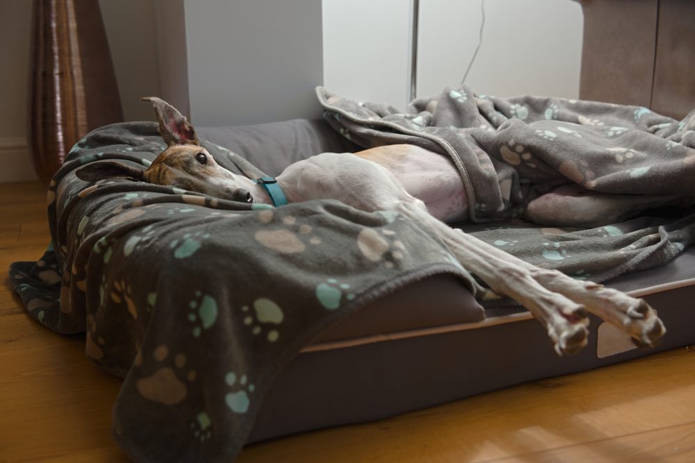 beds for greyhounds dog
