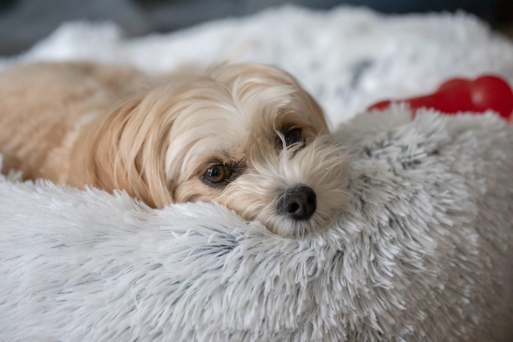 best calming beds for dogs