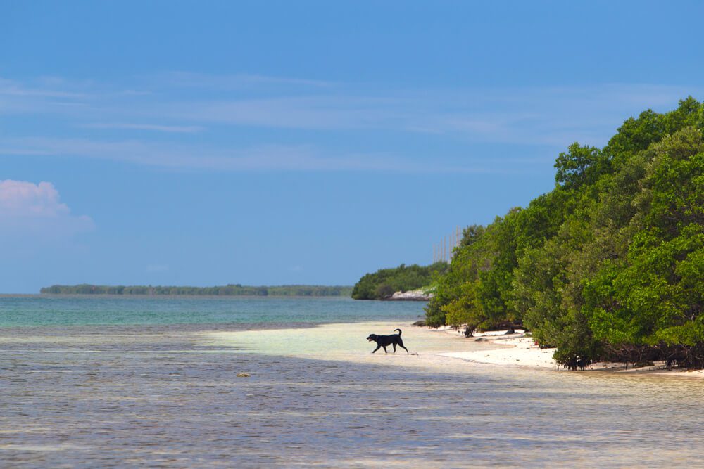 best dog friendly beaches in the Florida Keys