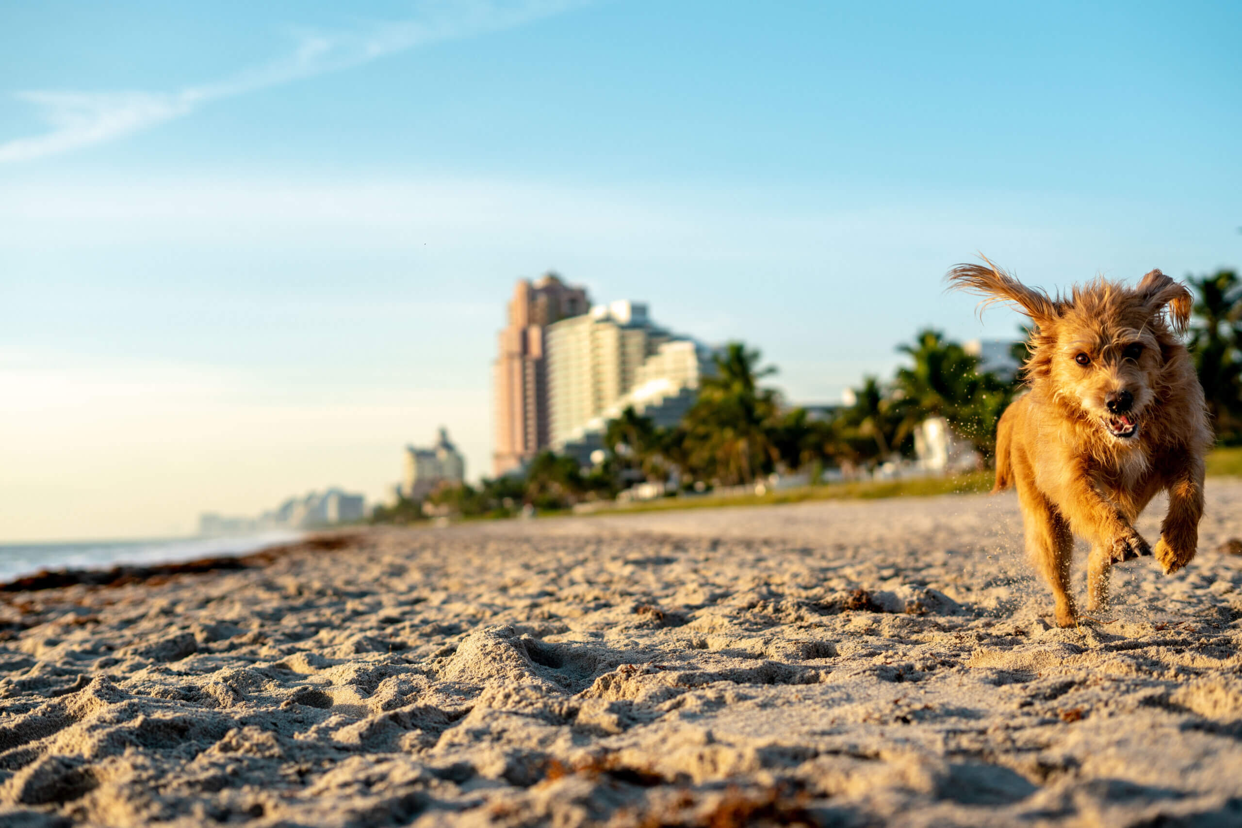 best dog friendly beaches on Florida’s Atlantic Coast