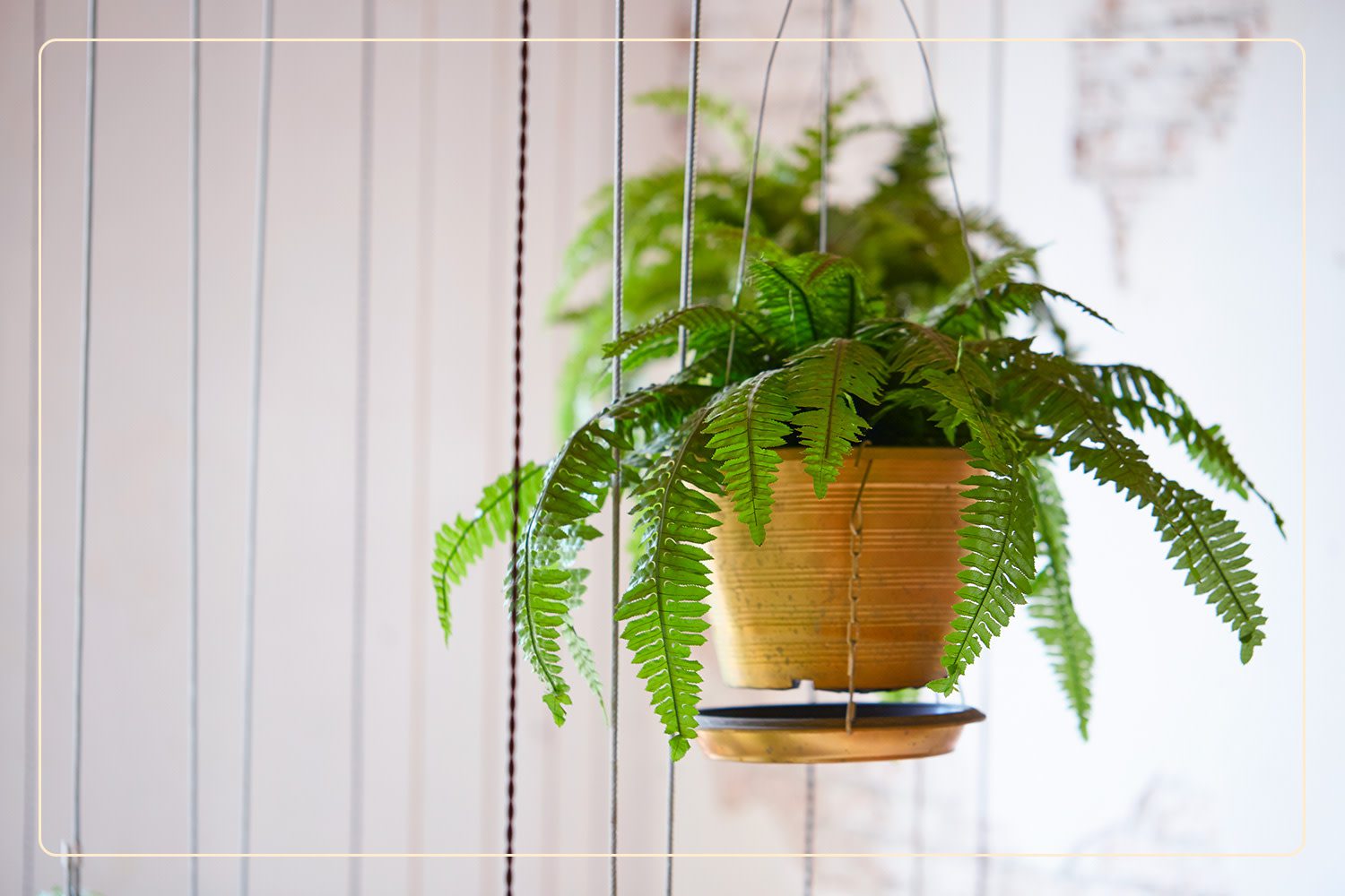 Boston Fern (Nephrolepis exaltata), which is a pet-safe plant, hangs indoors in a cream-colored planter