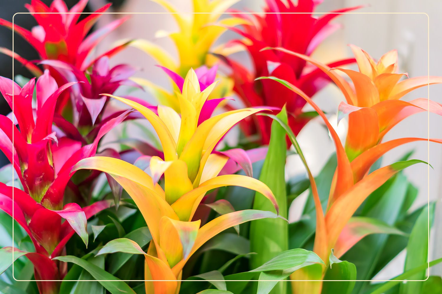 Bromeliads (Bromeliaceae), which are pet-friendly plants, grow in shades of yellow, pink, orange, and red