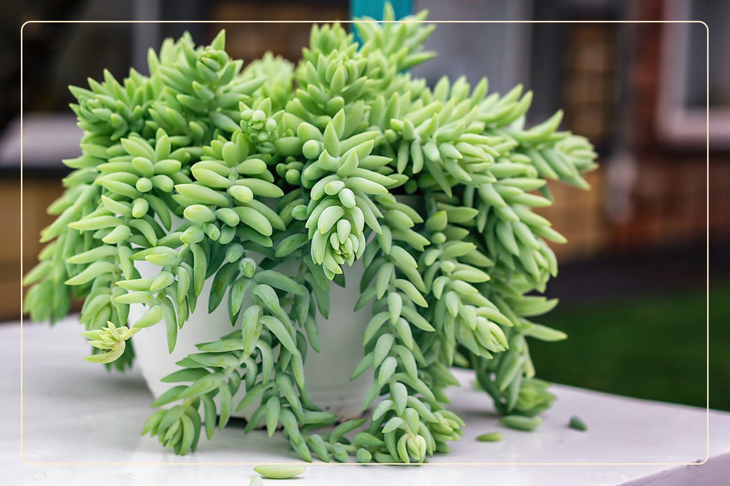 a Burros Tail (Sedum morganianum), which is a pet-friendly succulent, overflows from its white planter
