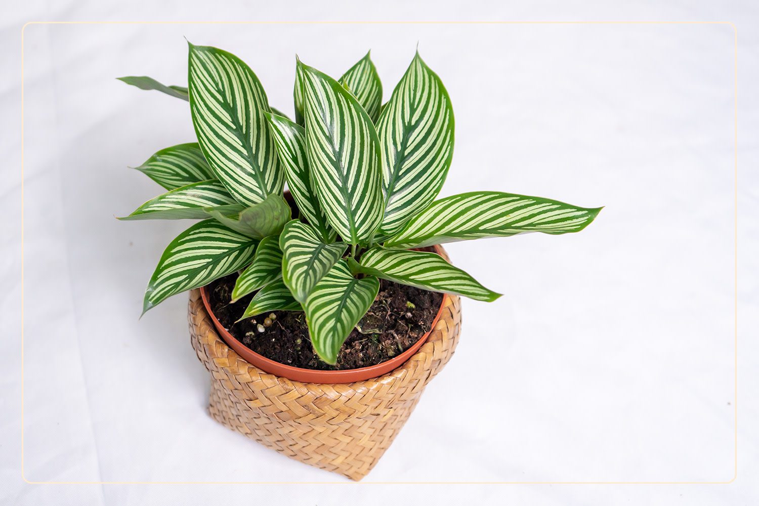 a Calathea plant (Calathea spp.), which is nontoxic to pets, grows indoors in a rattan planter