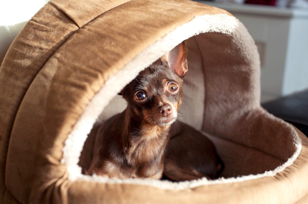 calming beds for dogs