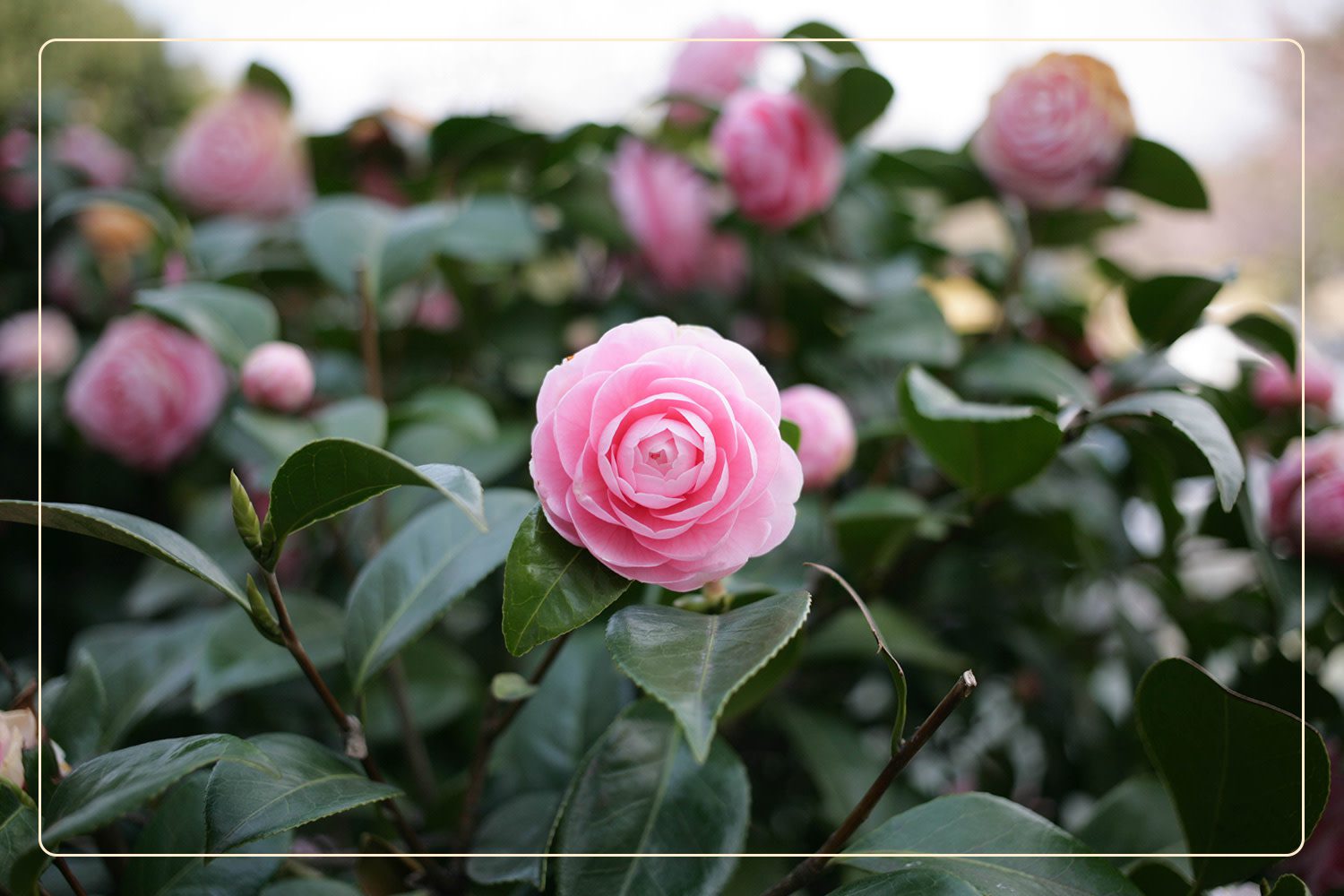 a pink Camellia (Camellia japonica), which is a pet-safe plant, grows outdoors