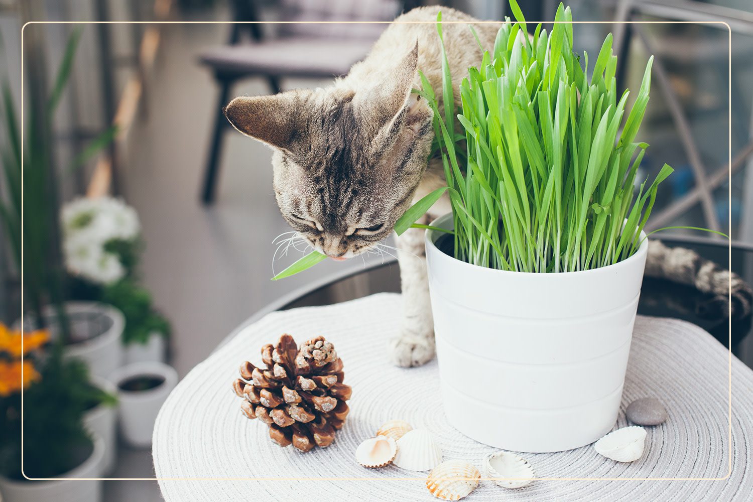a tabby cat nibbles on Cat Grass (Dactylis glomerata), which is nontoxic to pets, that is surrounded by a pinecone and seashells on a porch