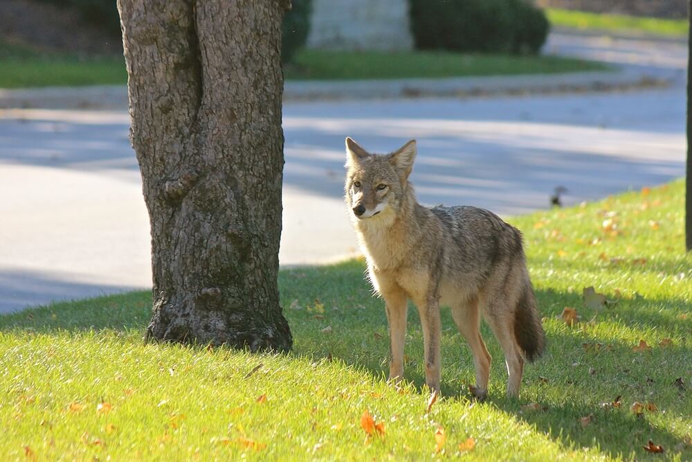 coyote protection for dogs
