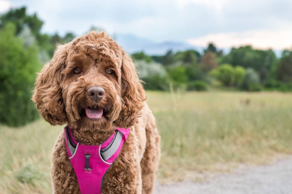 different types of dog harnesses