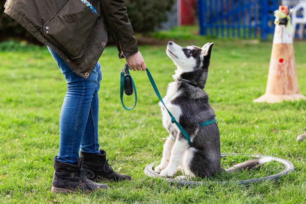 different types of dog training