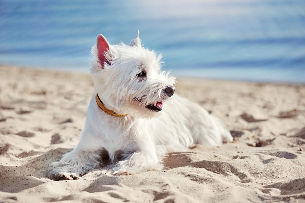 dog beach florida