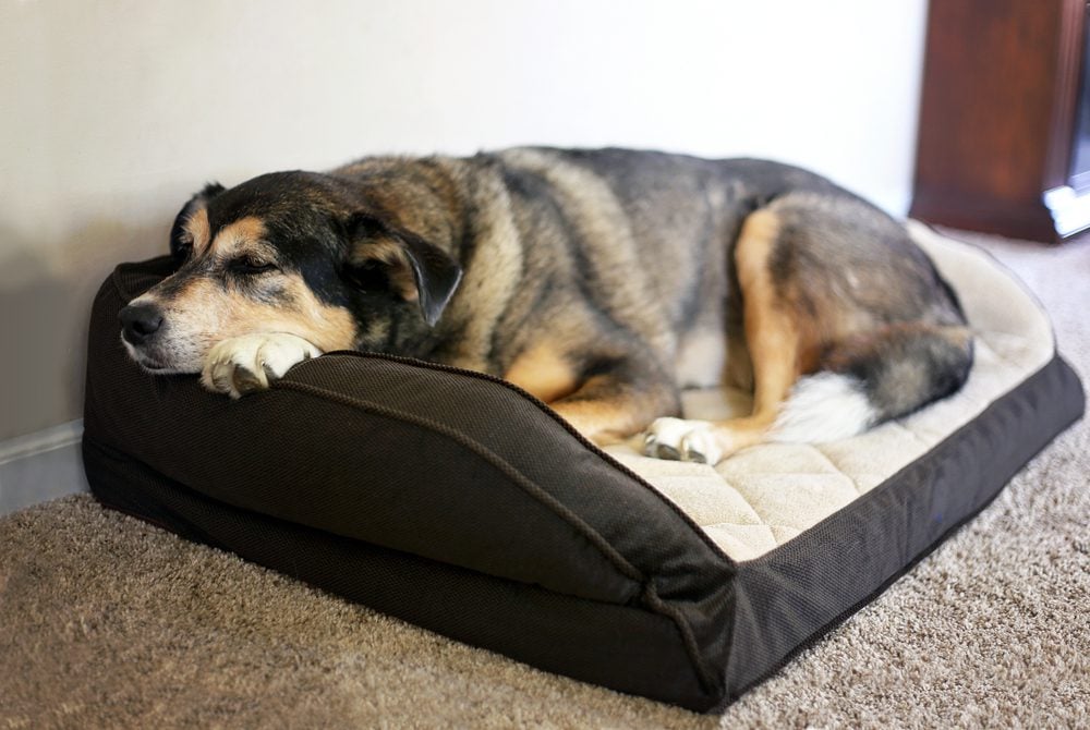 dog calming beds