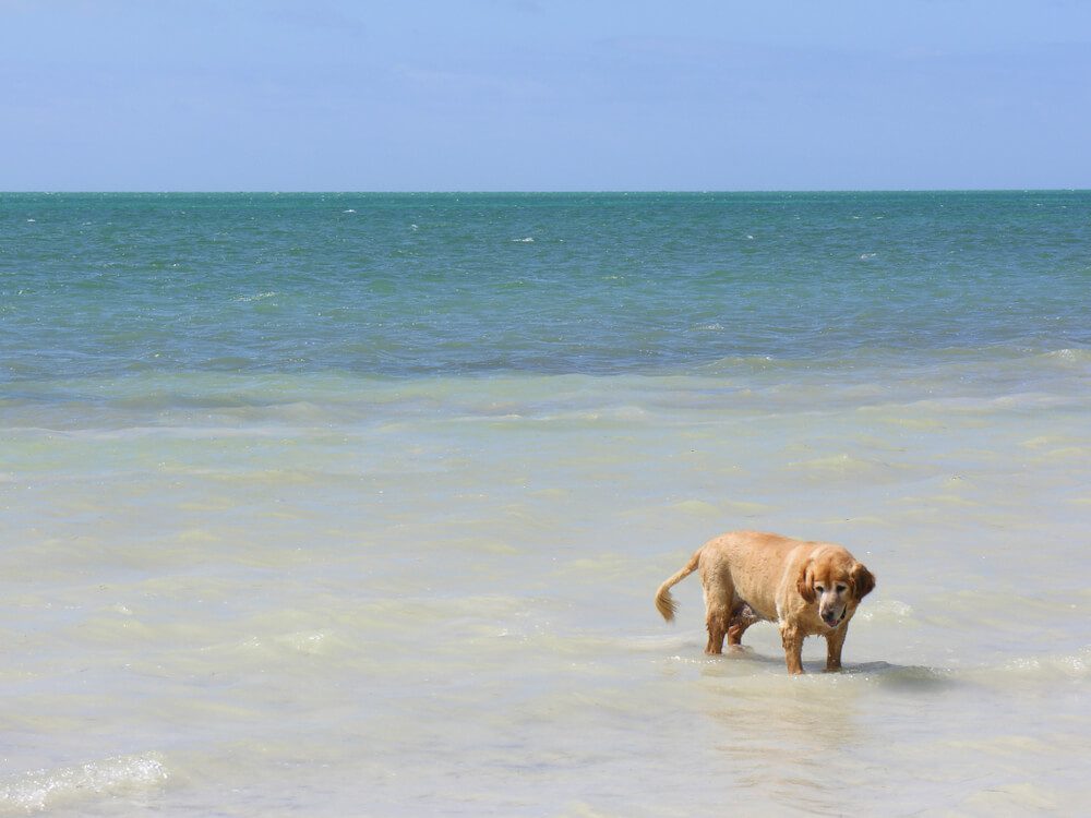 dog friendly Coco Plum Dog Beach