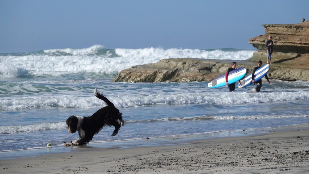 dog friendly Del Mar Dog Beach (North Beach)