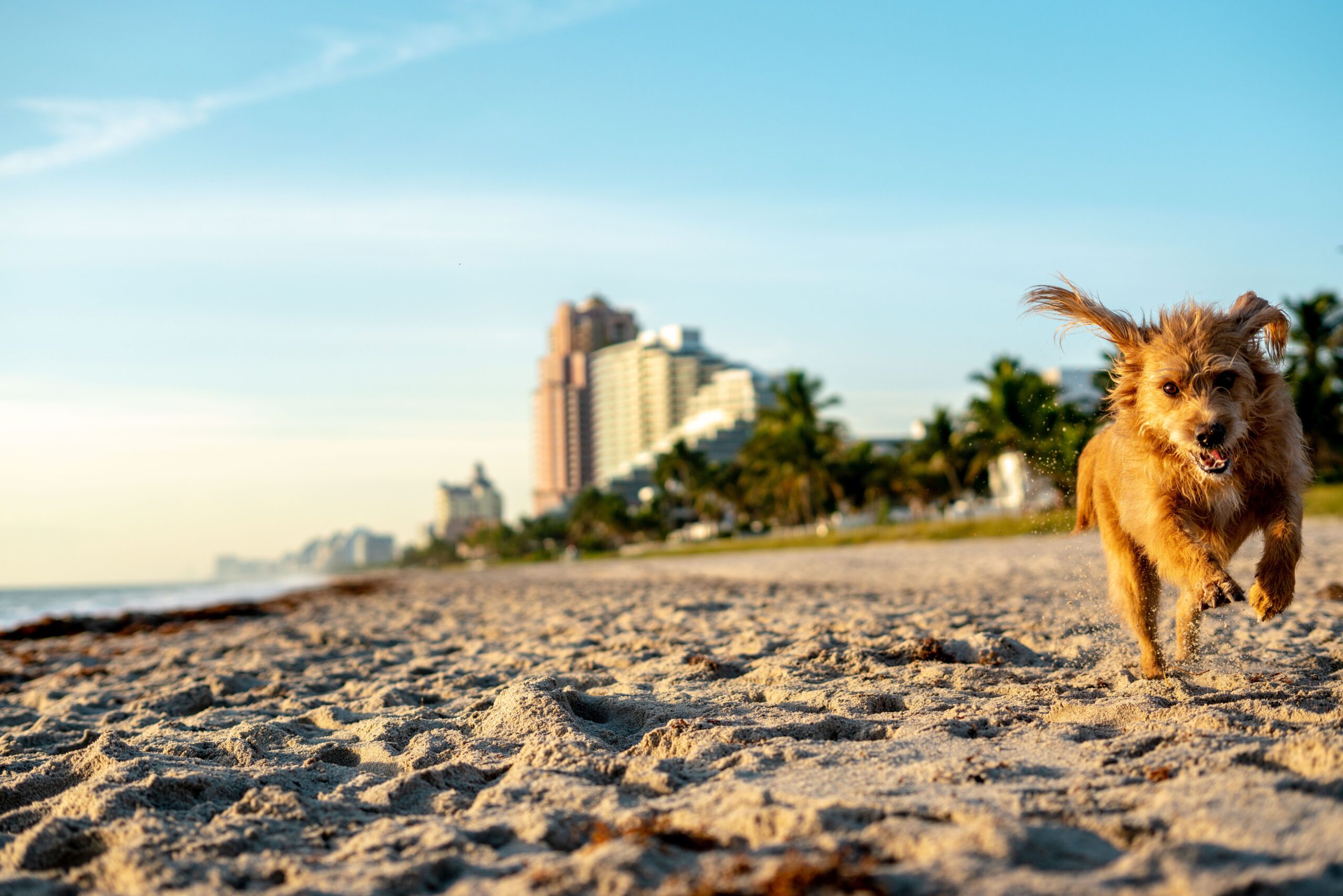 dog friendly Fort Lauderdale Canine Beach