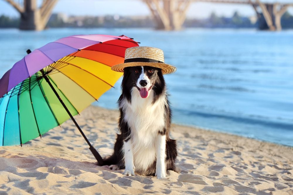 dog-friendly beaches in florida